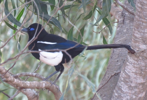 Urraca magrebí (Pica mauritanica)