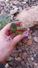 Phacelia calthifolia