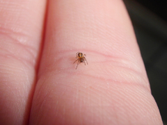 Zygiellinae