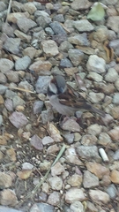 Passer domesticus