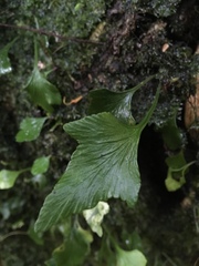 Asplenium trilobum