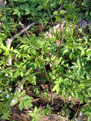 Hydrophyllum virginianum