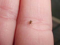 Zygiellinae