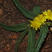 Bushveld Gusha - Photo (c) Duncan McKenzie, some rights reserved (CC BY-NC), uploaded by Duncan McKenzie