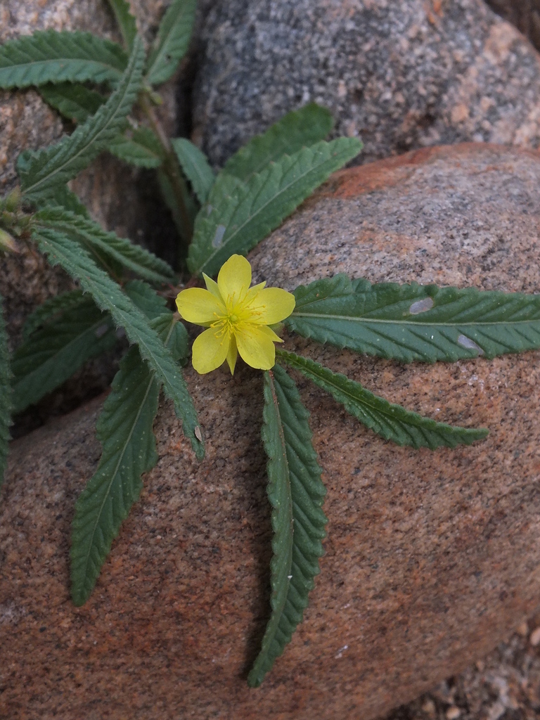 Bushveld Gusha