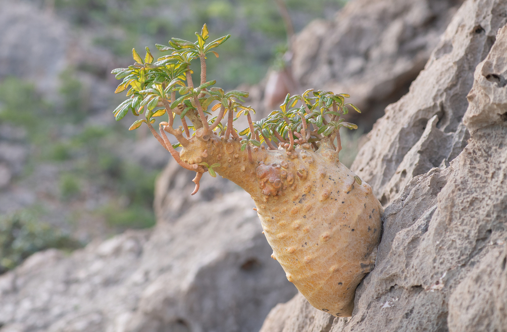 Dorstenia gigas