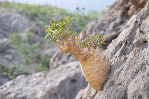 Dorstenia gigas