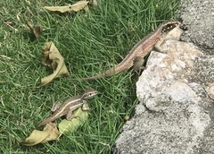 Leiocephalus personatus