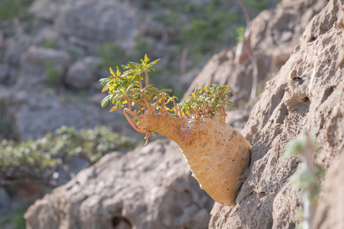 Dorstenia gigas
