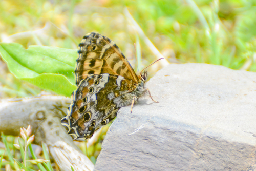 Neope agrestis
