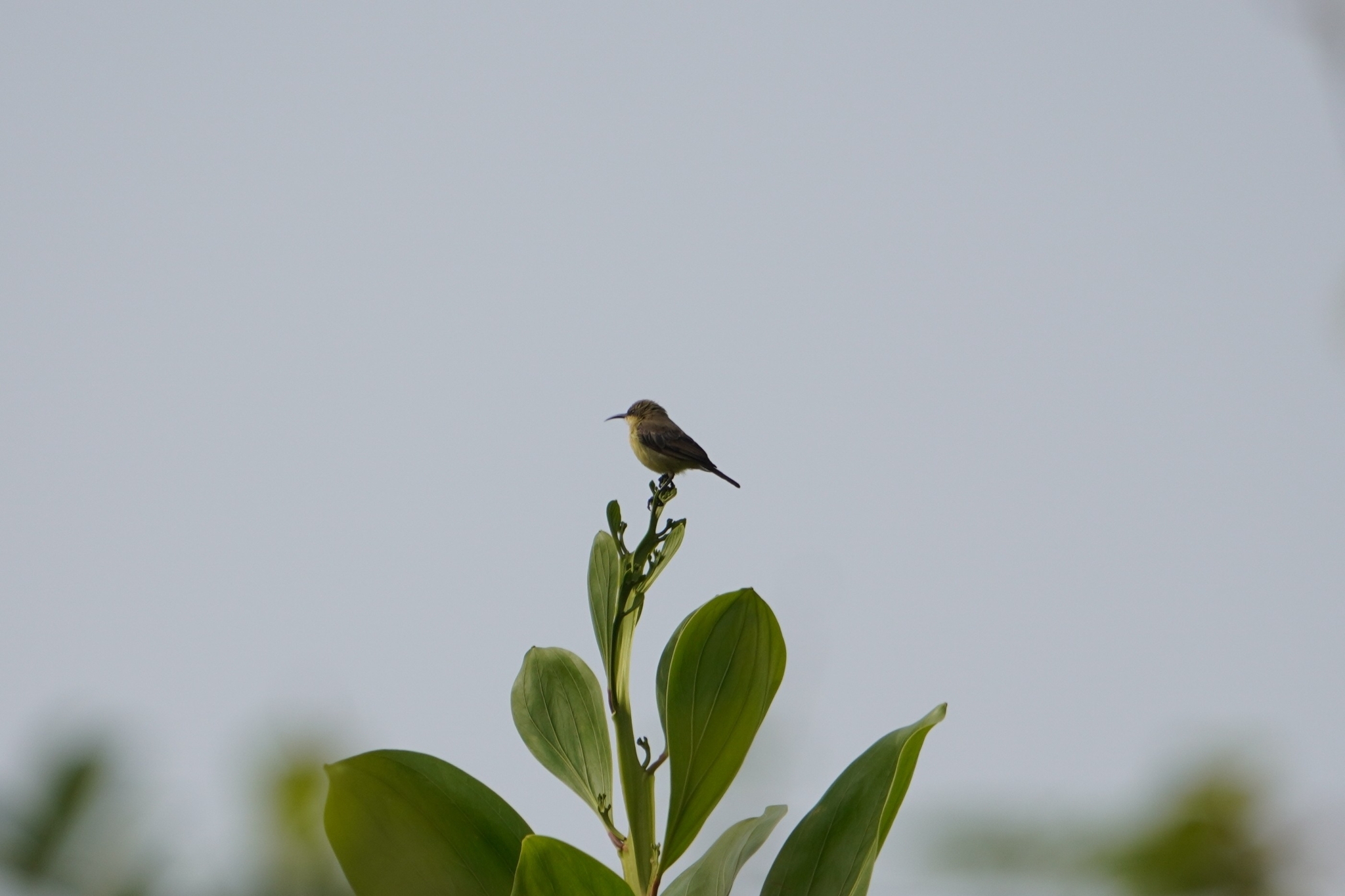 Copper Sunbird (Cinnyris cupreus), photo 6