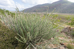 Euphorbia schimperi, photograph (c) Morten Ross, some rights reserved (CC BY)