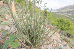 Euphorbia schimperi