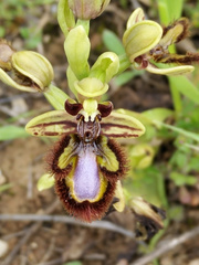 Ophrys speculum
