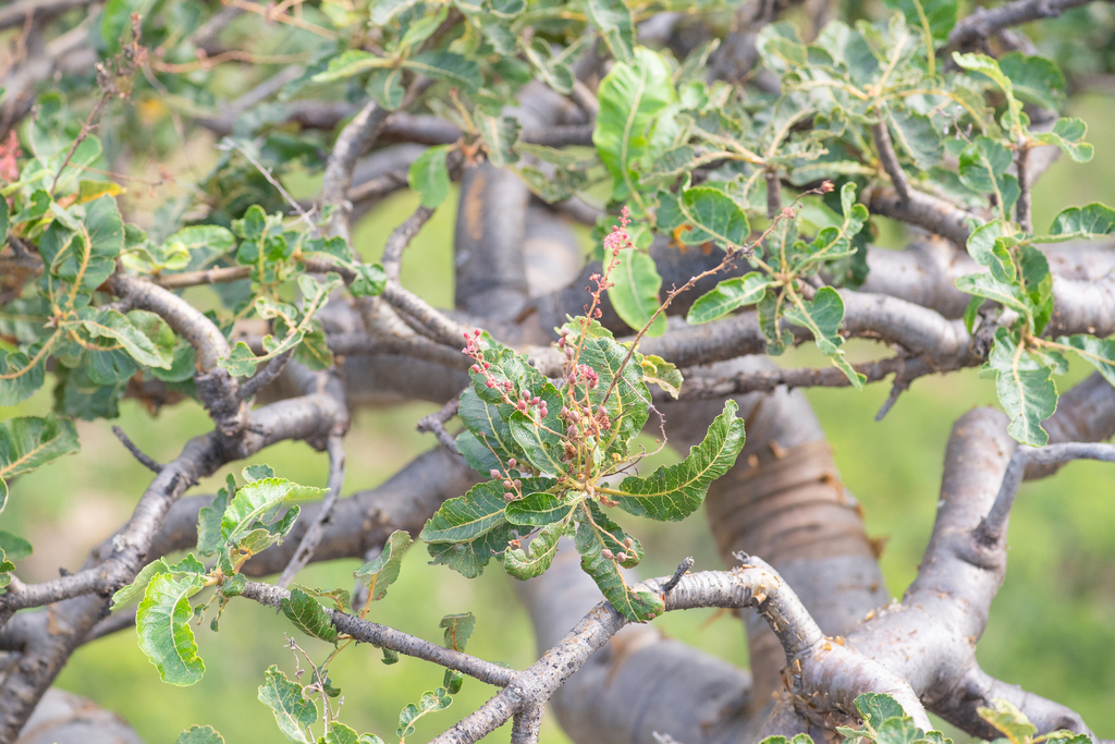 Boswellia popoviana, Hadramawt, YE