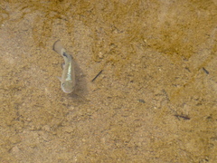 Cyprinodon salinus salinus