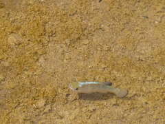 Cyprinodon salinus salinus