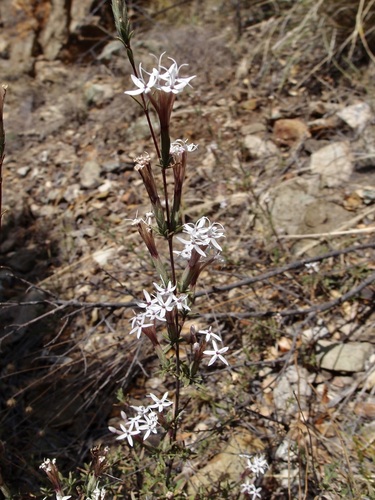 Image of Bigelow's Bristlehead (Carphochaete bigelovii) by (c) Sue Carnahan, some rights reserved (CC BY)