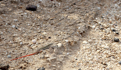 Acanthodactylus erythrurus