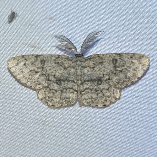 Umber Moth photo 3