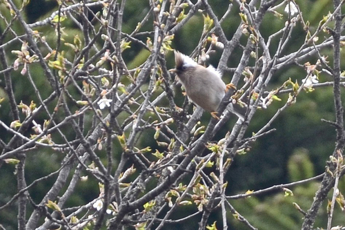 White-collared Yuhina (Parayuhina diademata), photo 9