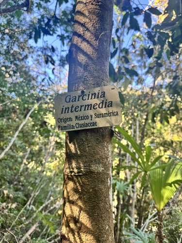 Foto de Limãozinho