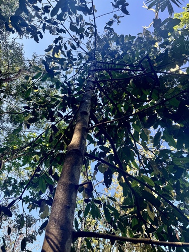Foto de Limãozinho