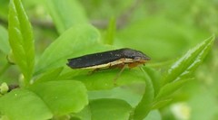 Homalodisca insolita