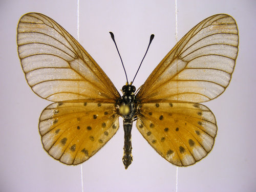 Common Glassy Acraea