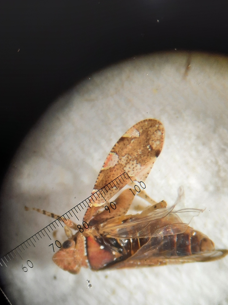Raatzbrockmannia