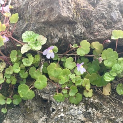 Cymbalaria muralis