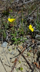 Crocanthemum carolinianum