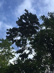 Eucryphia cordifolia