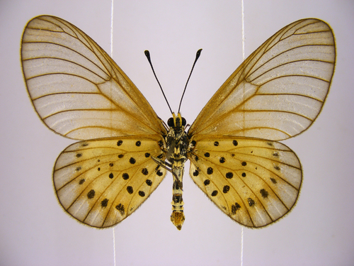 Common Glassy Acraea