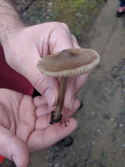 Entoloma vernum