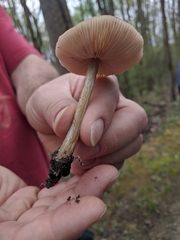 Entoloma vernum