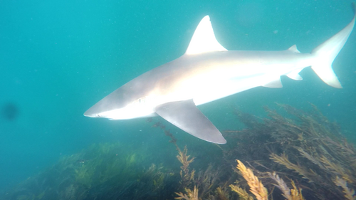 Black-tipped whaler (Carcharhinus brachyurus) — Carcharhinidae — 4