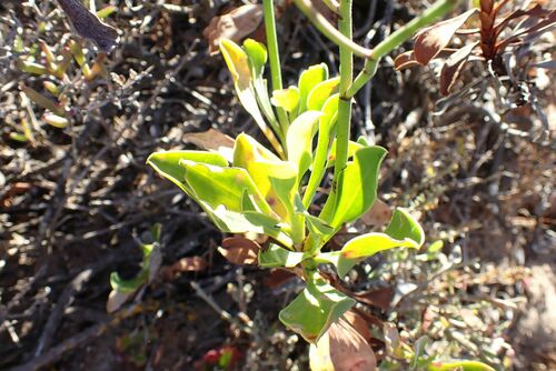 Image of Limonium peregrinum by no rights reserved