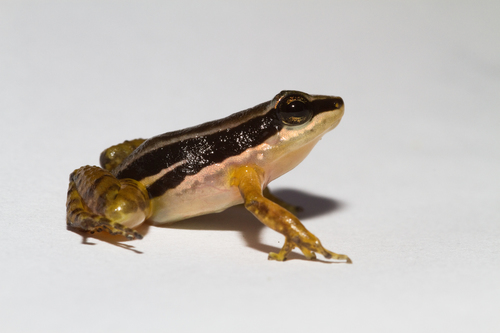Colostethus pratti