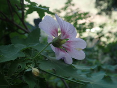 Malva acerifolia, photograph Daniel Cahen, CC BY, iNaturalist via GBIF