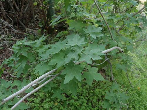 Malva acerifolia, photograph 6
