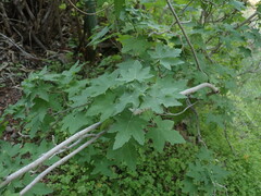 Malva acerifolia, photograph Daniel Cahen, CC BY, iNaturalist via GBIF
