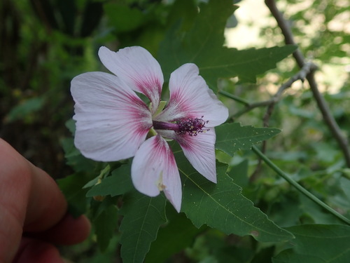 Malva acerifolia, photograph 2