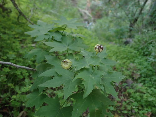 Malva acerifolia, photograph 4