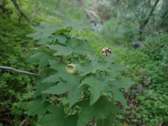 Malva acerifolia, photograph Daniel Cahen, CC BY, iNaturalist via GBIF