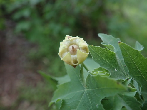 Malva acerifolia, photograph 5