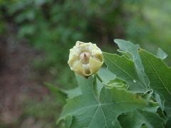 Malva acerifolia, photograph Daniel Cahen, CC BY, iNaturalist via GBIF