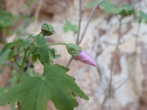 Malva acerifolia, photograph 3