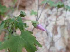 Malva acerifolia, photograph Daniel Cahen, CC BY, iNaturalist via GBIF