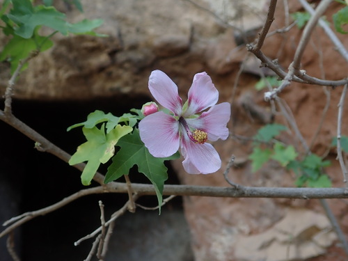 Malva acerifolia